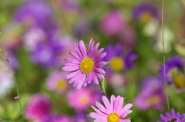 Yazın sonlarında asterlı renkli bir çiçek tarhı.