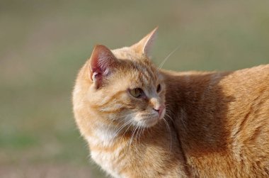 Kırmızı çizgili kedi geriye bakıyor.