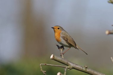 Güzel bir bülbül bir dalda tek başına oturur.