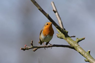 Küçük ötücü kuş Hırsız bir dala oturur