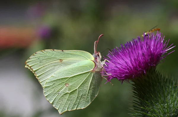 Piękny Żółty Motyl Siedzi Różowym Kwiecie — Zdjęcie stockowe