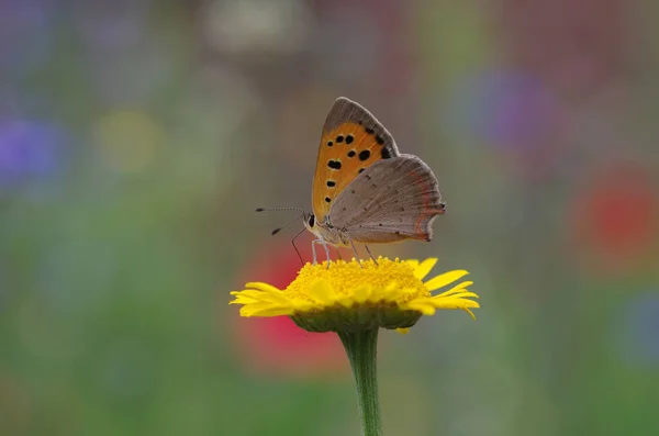 Été Coloré Avec Joli Papillon — Photo