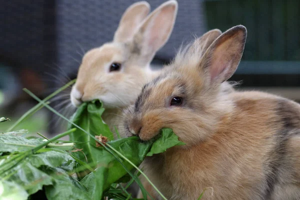 Färsk Grön För Hungriga Kaninerna — Stockfoto