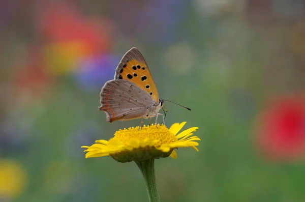 小さな蝶がカラフルな花の牧草地に座っています — ストック写真