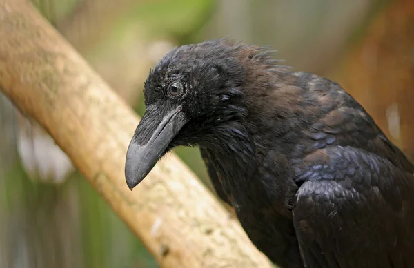 レイヴンはハンサムな黒い鳥だ ロイヤリティフリーのストック写真