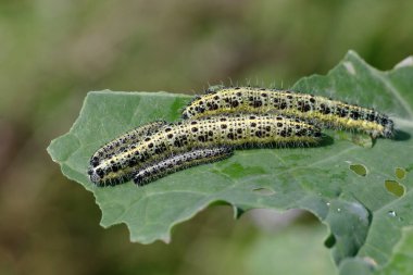 Yaprağın üzerinde yeşil ve beyaz tırtıllar.