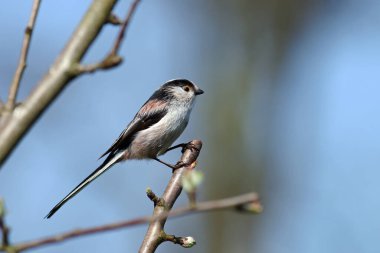 a long-tailed tit sitting on a branch