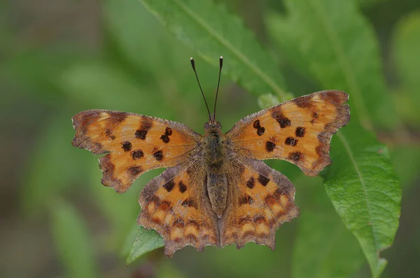 Zbliżenie Brązowego Motyla Liściu — Zdjęcie stockowe