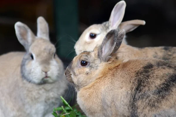 fresh grass for three brown rabbits, the feed is shared together