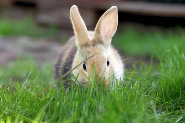草の中には茶色のウサギが座って草の刃を食べ — ストック写真
