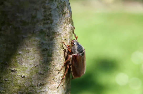 Maybugs Way May Here Cockchafer Crawls Tree Trunk — Stock Photo, Image