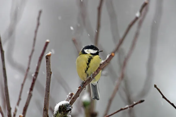 Snowing Great Tit Sitting Branc — Stockfoto