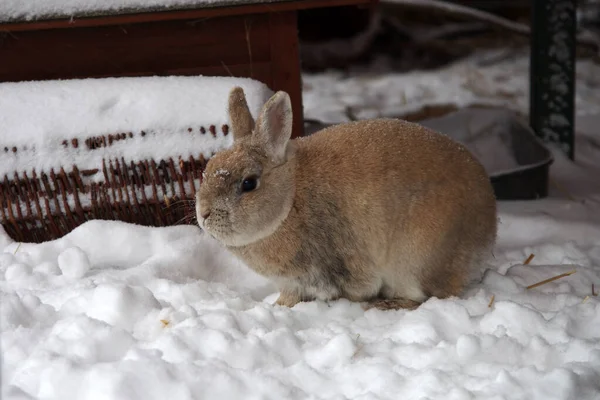 Petit Lapin Brun Assis Dans Neige — Photo