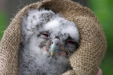 Genç baykuşun genç tüyleri