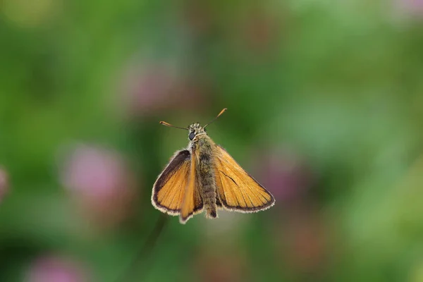 カラフルな背景を持つ小さな茶色の蝶のマクロ — ストック写真