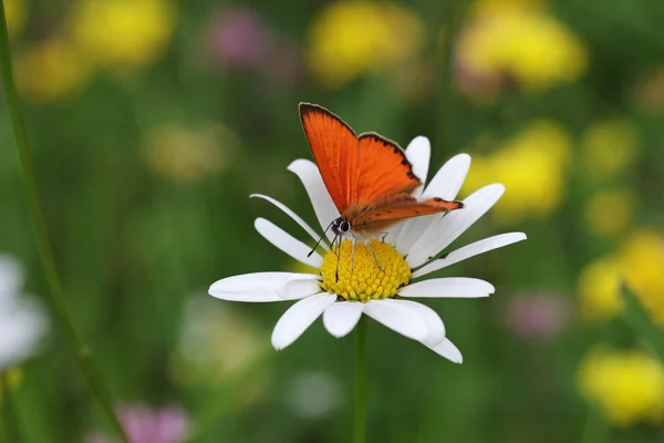 Una Mariposa Color Rojo Anaranjado Sienta Colorido Prado Flores —  Fotos de Stock