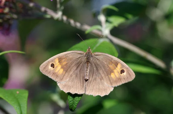 Uma Borboleta Grande Mostra Seu Desenho Bonito Suas Asas Estendidas — Fotografia de Stock