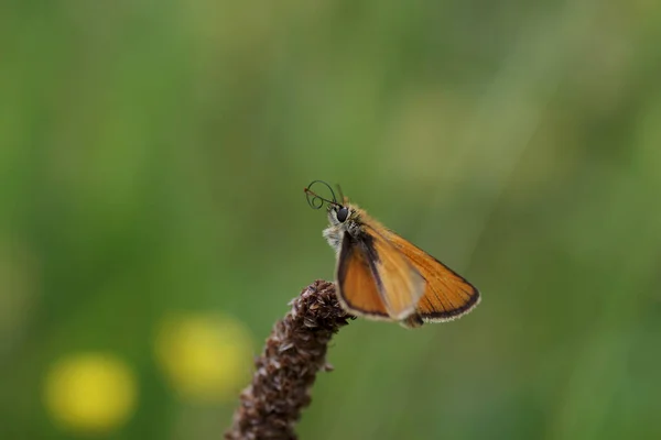 Jeden Kapitan Motyl Siedzi Łące Rozszerzył Swoje Proboscis — Zdjęcie stockowe