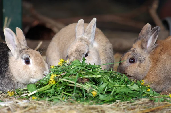 3匹の茶色のウサギがタンポポの新鮮な葉を一緒に食べ — ストック写真