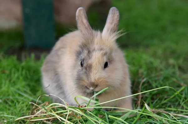 Small Brown Rabbit Sits Grass Eats — Stock Photo, Image