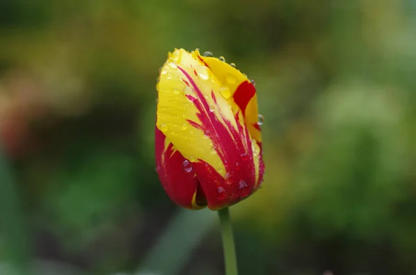 Wunderschöne Orange Rote Tulpe Mit Regentropfen — Stockfoto