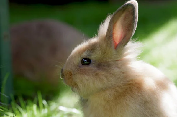 Portrait Young Cute Brown Domestic Rabbit Sunlight Illuminates Her Fluffy — Stock Photo, Image