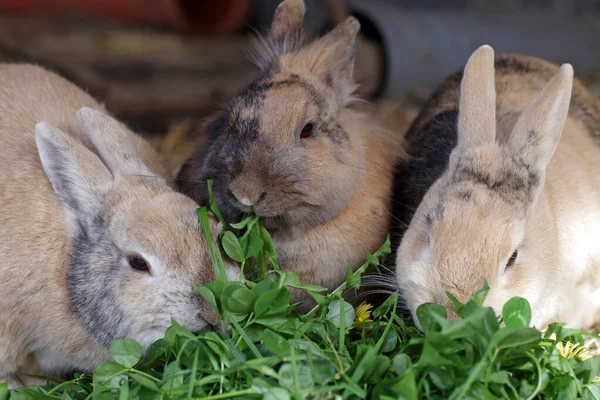 Los Conejos Les Gusta Comer Trébol Fresco Tres Conejos Domésticos —  Fotos de Stock