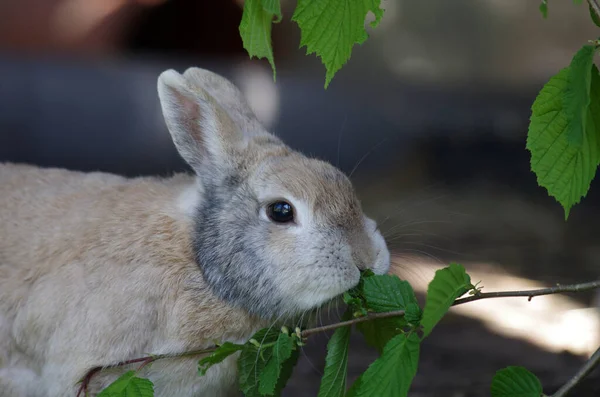 可愛いウサギがヘーゼルナッツの葉を食べてる — ストック写真