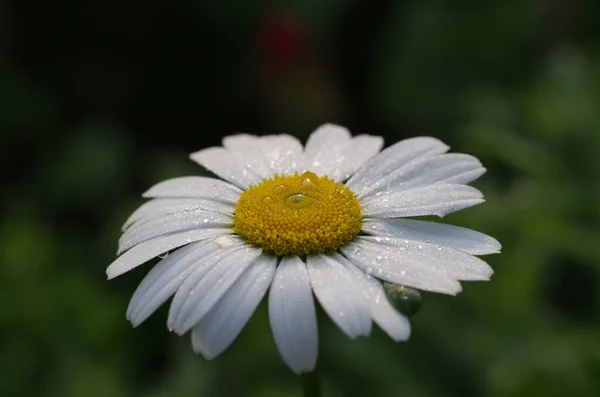 用雨滴把一朵白色的玛格丽特花包起来 — 图库照片