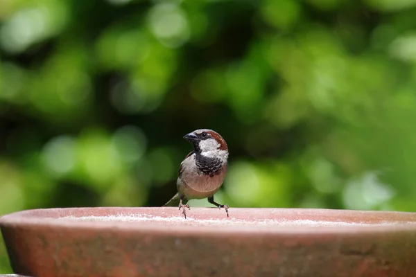 Male House Sparrow Garden — Stockfoto