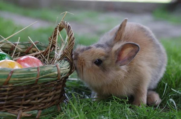 Cute Rabbit Easter Basket Colorful Eggs — Stock Photo, Image