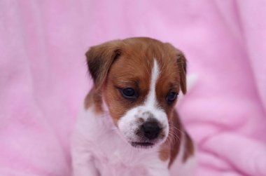 Küçük köpek yavrusu Jack Russell yetiştiriyor.