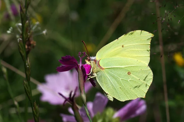 Enxofre Amarelo Brilhante Bebendo Néctar Uma Flor — Fotografia de Stock