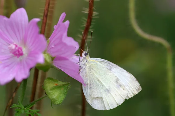 小さな白菜の蝶が花に座り蜜を飲みます — ストック写真