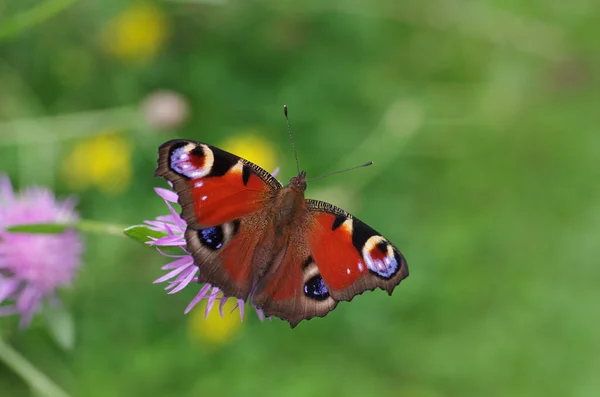 Borboleta Pavão Tem Muitas Cores Intensas Uma Borboleta Conspícua Com — Fotografia de Stock