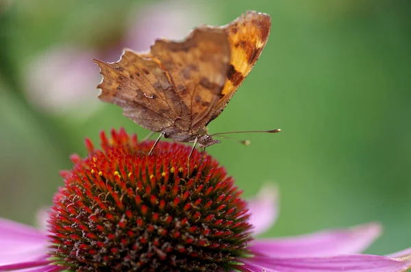 Close Comma Butterfly Coneflower — Stock Fotó