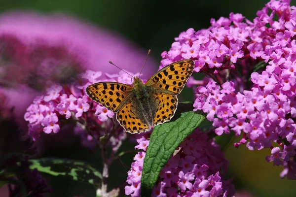 Kis Fritilláris Pillangó Sárga Barna Szárnyaival Buddleián — Stock Fotó