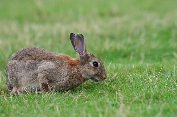 若い野生のウサギは牧草地で草を食べ — ストック写真