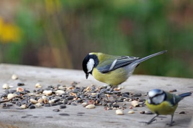 Two tits are sitting on a board and eating the scattered birdseed.