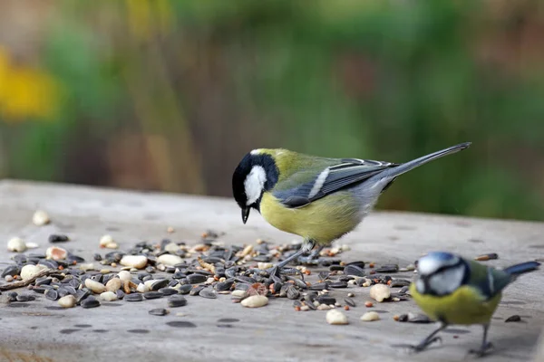 Two tits are sitting on a board and eating the scattered birdseed.