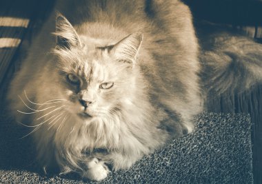 Maine Coon Kedi halı üzerinde oturuyor. Vintage sesi.