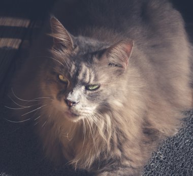 Maine Coon Kedi halı üzerinde oturuyor. Vintage sesi.