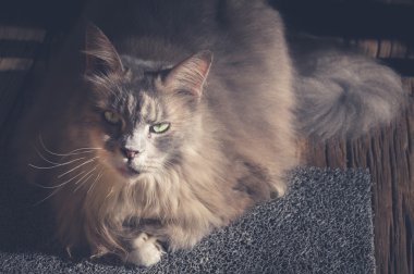 Maine Coon Kedi halı üzerinde oturuyor. Vintage sesi.