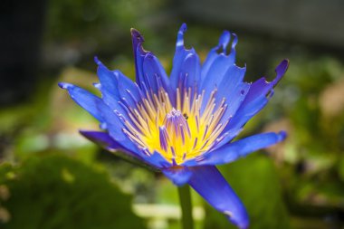 İçinde böcek ile mor Lotus