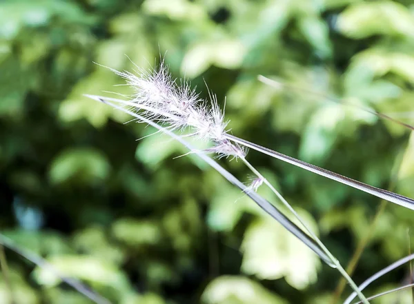 夏のシーズンに草の花 — ストック写真