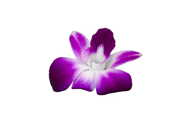 Orchidea viola isolata — Foto Stock