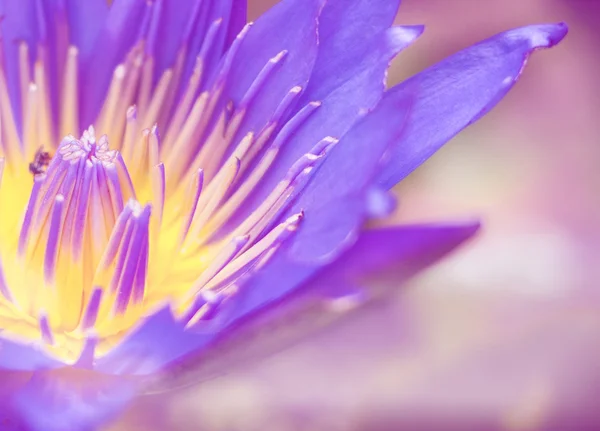 Parlak parlayan yakın çekim bloosom mavi lotus — Stok fotoğraf