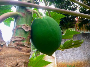 Ağaçta yeşil papaya. Bahçedeki Papaya Meyveleri.