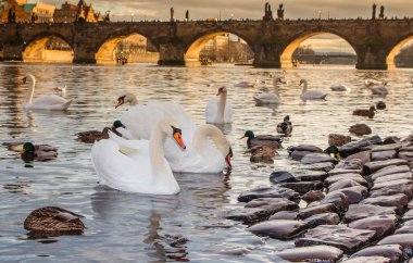 Praha Karluv most, Charles Köprüsü günbatımı. Prag çek, sun set, Vltava Nehri.