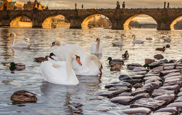 Praha Karluv más, Charles puente puesta de sol. Praga Checa, puesta de sol, río Moldava . — Foto de Stock